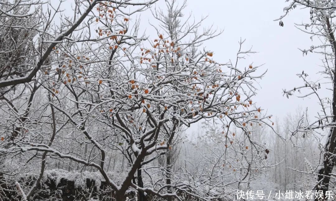 签收|邹平今冬初雪美景已到货，快快签收