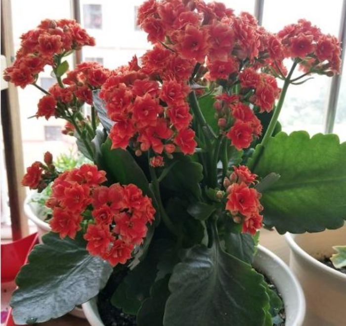 阳台养上4种花,一年四季开不停,有点阳光就开花,漂亮又好养!
