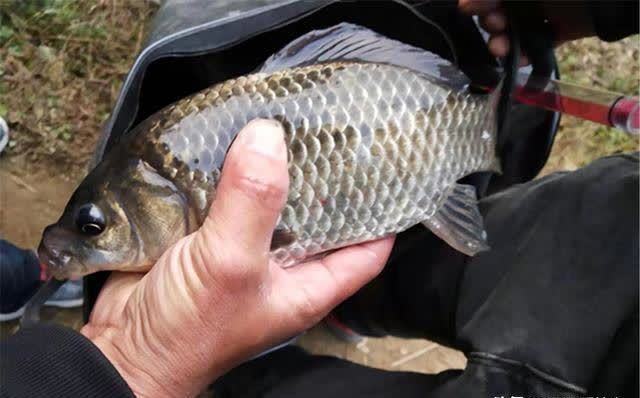 仲春钓鲫鱼，没有这些素饵搞不定的大鲫鱼，如果有，那就换一种