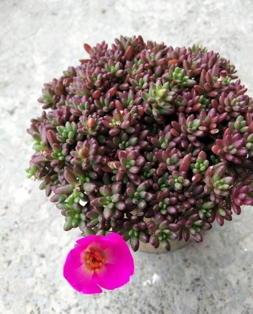 多肉狠心剃个头,呼呼长满小肉芽,20天就爆盆