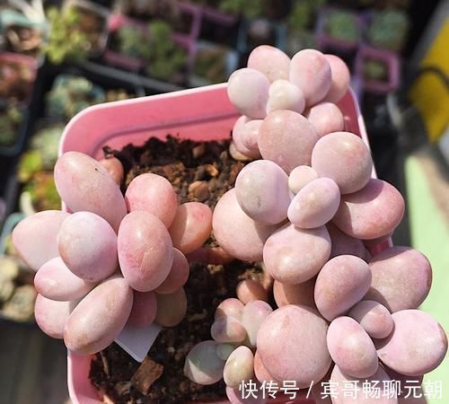 6种漂亮多肉，越老越美丽，长成小老桩，人人见了都赞叹不已！