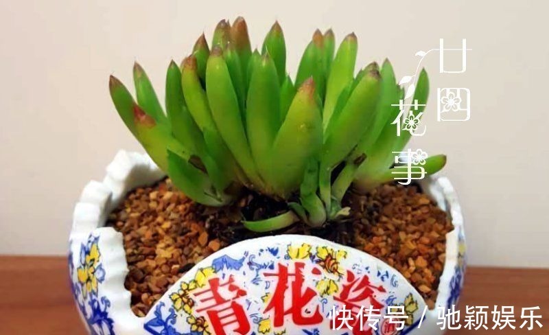 角磨机|7种“废料”做花盆,不花一分钱,花盆用不完,比买的还精致