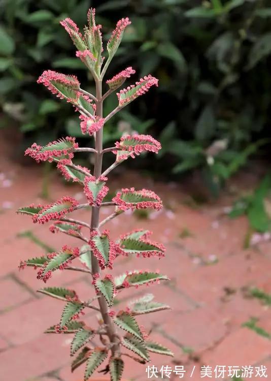 九死还魂草|9种养不死的花,绿萝只能排最后,再养不活就剁手吧