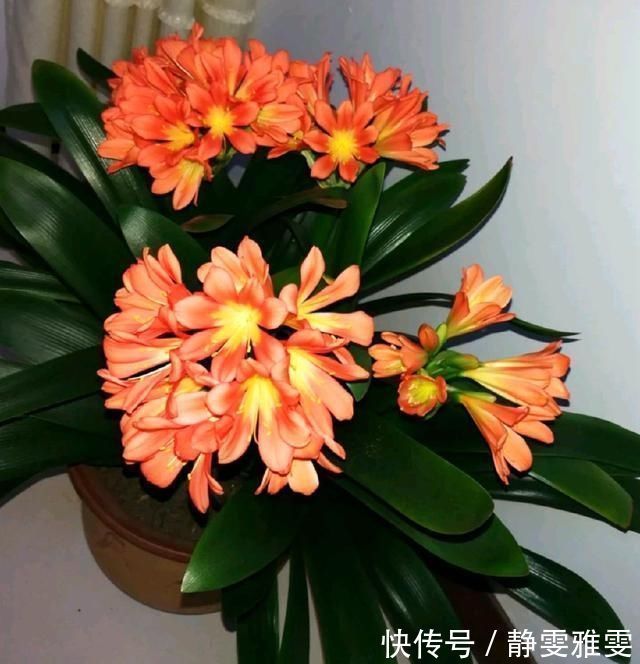 春夏秋冬养君子兰，浇水各不相同，“诀窍”在手，开花成“群”