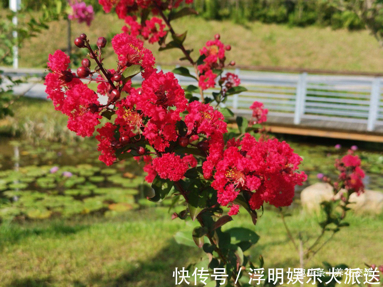 植物|这种经常开花的植物叫痒痒花，轻轻一碰，就会摇摆，发出响声