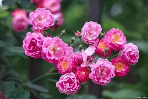 月季花在花期能够开出漂亮的花，需要满足4个条件，缺1条都不行