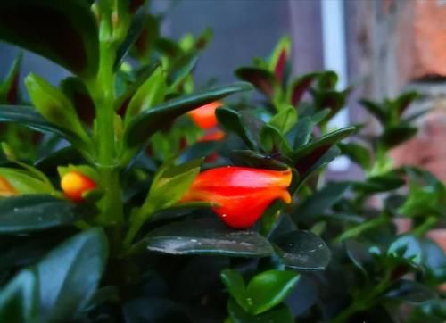 金鱼吊兰颜色越深越好吗？