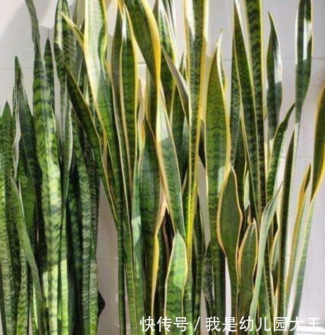 虎皮兰最喜爱的“零食”,这个季节“嗖嗖”长个,冒芽,就看它了!