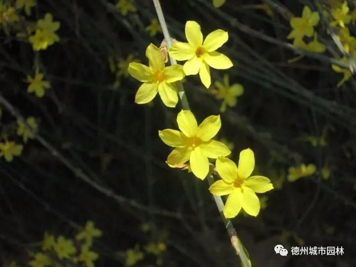 州城赏花攻略——迎春