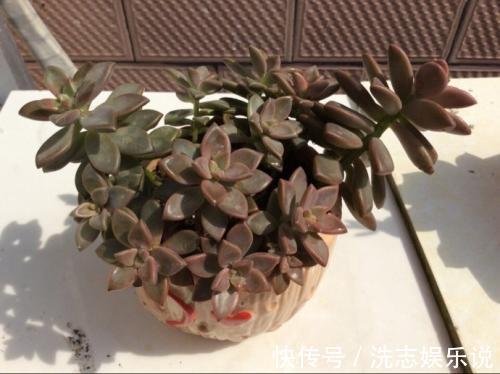 多肉到底多好扦插掉下来的叶片埋土里,自己又长一盆