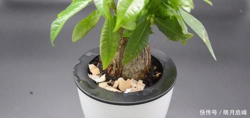 家里有养花的抓紧看看，学会这招，不烂根不生虫，花草越长越茂盛