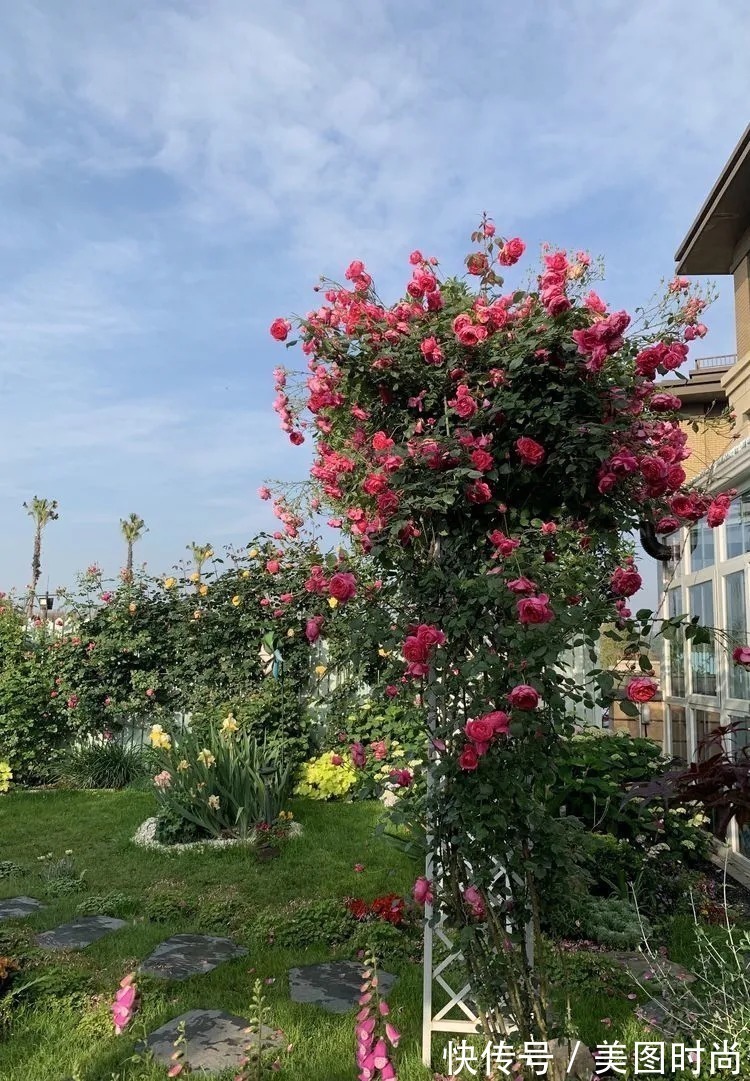 满园|2年前,买了一栋带院子的房子,在高楼喧嚣中建一个“梦幻花园”