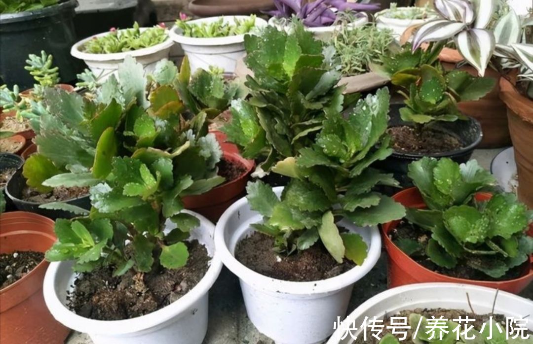 11月长寿花开始孕蕾，及时做4件事，让枝头花苞长更稠密