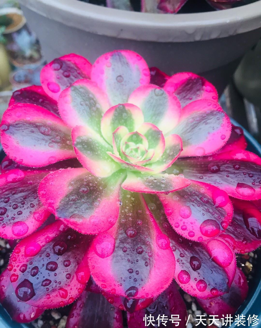 群生|多肉法师一碰就掉叶，补充“三动作”，叶片紧凑，养成群生小老桩