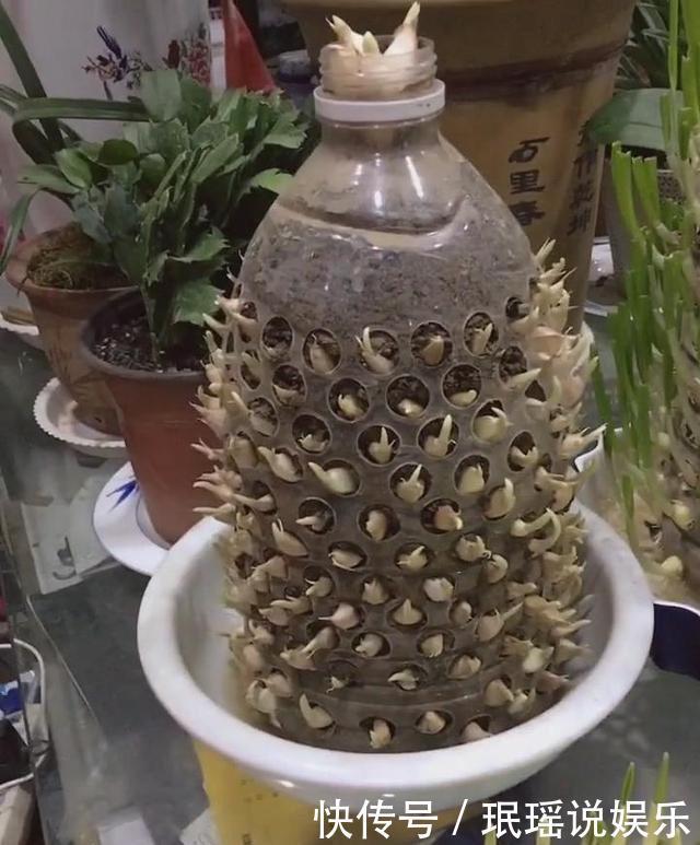 老妈把大蒜放进塑料瓶里,6天之后,满满的惊喜