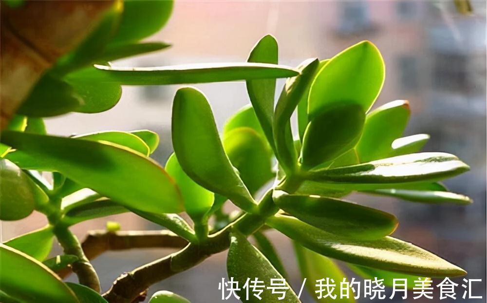 养玉树3个“控养法”，学会克制，才能长成“玉树临风”的大盆景