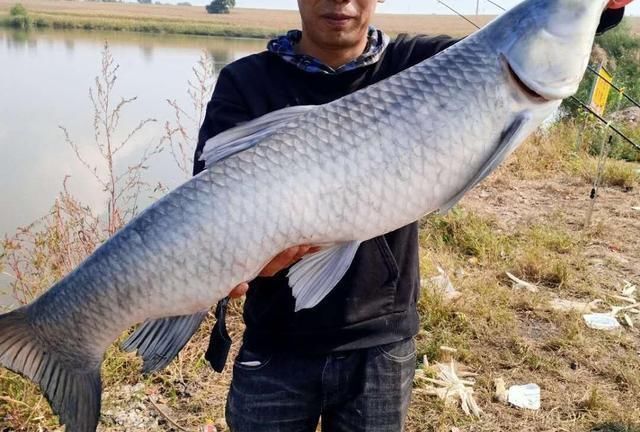 20年经验之谈,钓大鱼这几点很关键,不要等到切线爆竿才后悔!