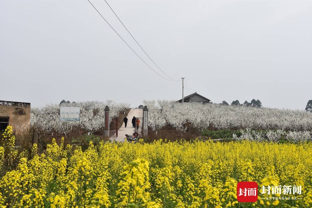 组图｜春田赏花，千年荣州等你！