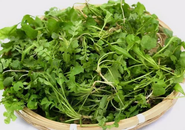 鸡蛋|就算耽误了吃肉也要赶上深秋这最后一波野菜，多吃它能清肝明目