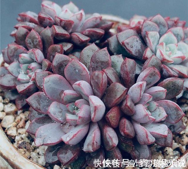 意境|10款意境深远的蓝色系多肉！养成老桩美呆了！越养越爱！
