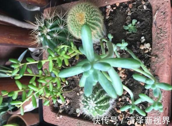 这3款植物虽其貌不扬，室内盆栽，却能让家里变成“天然氧吧”