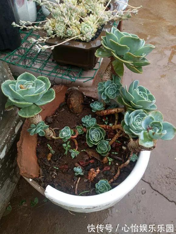 老桩|路边一堆“名贵花”,丢人也要捡,捡回家养2个月就开花!