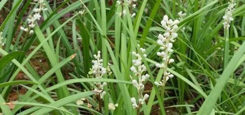 泡水|吸烟肺不好还经常咳嗽,用一种野草茎块泡水喝,润肺清心止咳化痰