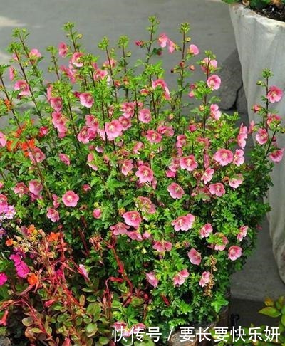 天气转凉这3种花马上进入花期，赶紧剪几刀，开花红艳数量多！