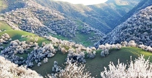 最美的春天叫杏花沟，这里与你有一场风花雪月的约会……