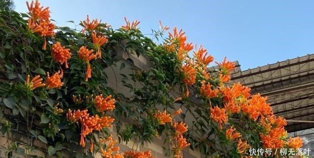 花友有10种花，个头很漂亮，名字却是土掉渣的，差点错过