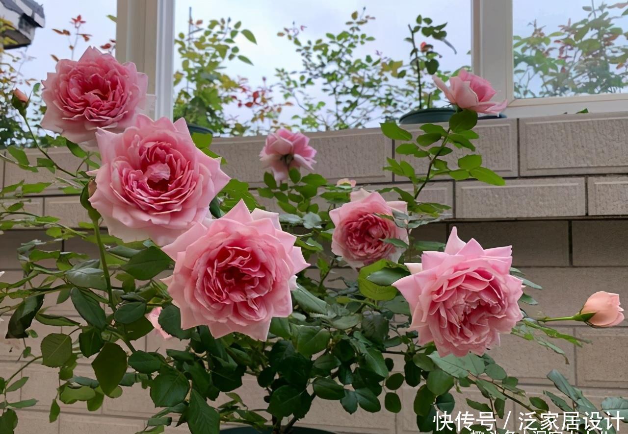 补水|六月养月季,做好防晒“三步骤”,枝叶不萎蔫,才能开出漂亮的花