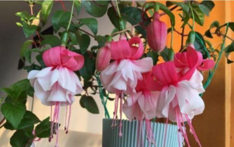 4种花是开花小能手,一年四季开花不断,璀璨夺目超漂亮