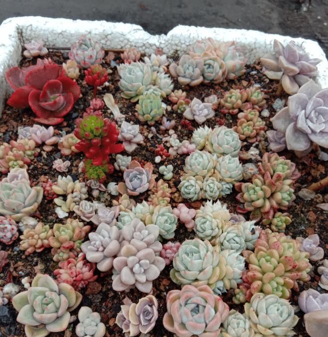 养了5年多肉，从小白变成大神，这些经验送你了！早看早知道