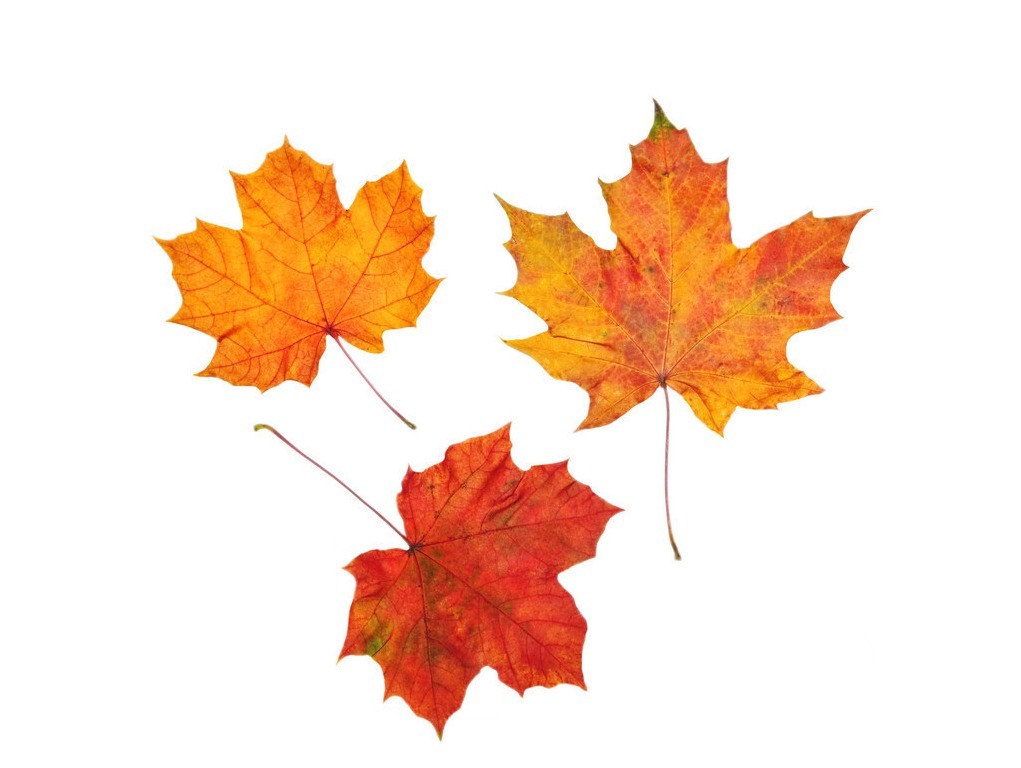 百合固金汤|慢性咽炎,咳不出来,又咽不下去,怎么办?可以用百合固金兼标本