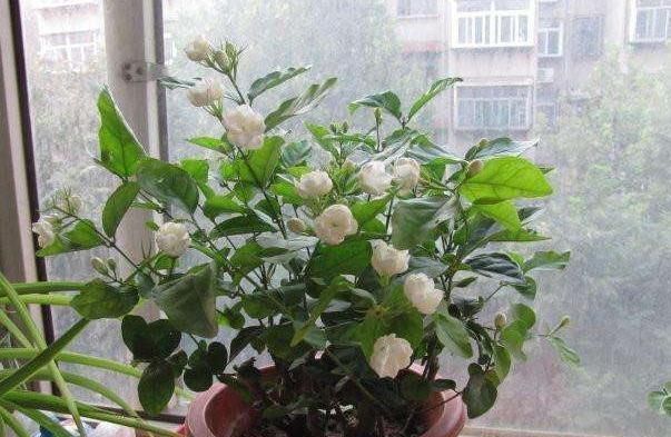 养这“3种花”,7天就要喂点“酸水”,不然根烂、花儿落,只剩枝