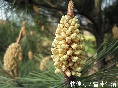 神药|李时珍称它为“不老神药”,久服令轻身,百元一斤,真那么神奇?