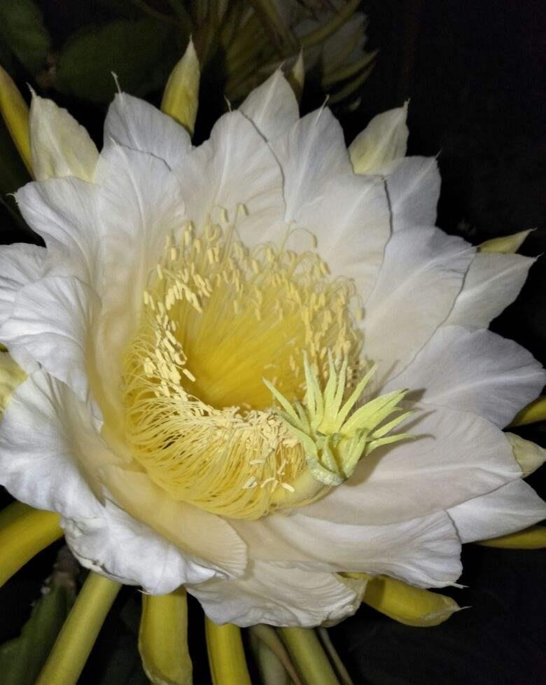 农村常见的花,摘下来还能做菜吃,味道比鸡肉还鲜美