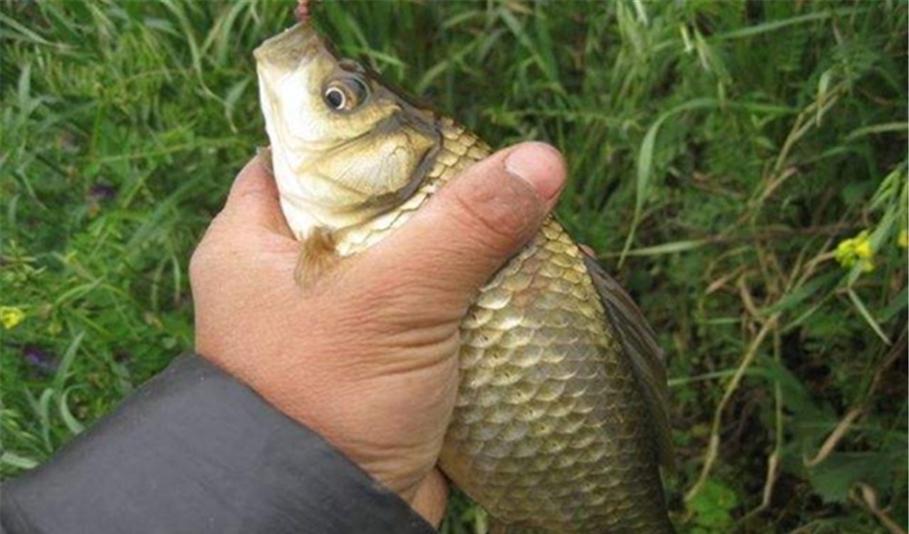 钓鱼技巧:钓鱼要不要放口?把窝中鱼钓光,还是养一养?你怎么看