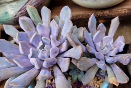 以爱神丘比特为名的多肉，不仅非常好养，养好了叶片还会变成心形