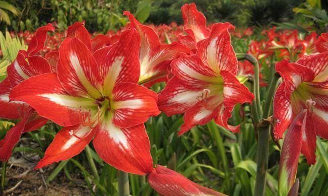 家中必备的4种花,花大色艳颜值高,还能散发怡人花香