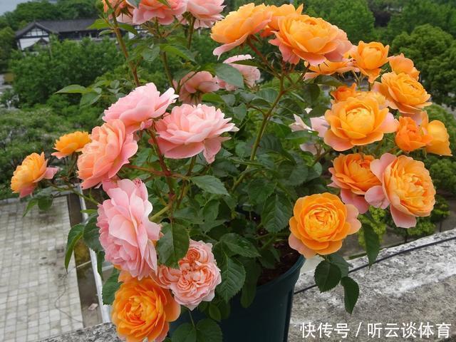 扦插月季不生根?用这捂一捂,过几天“冒白根”,变成月季大户