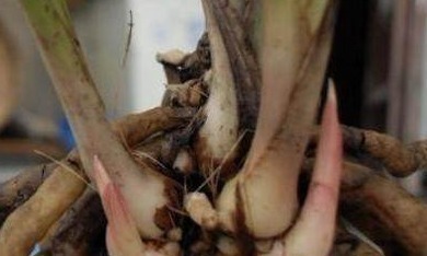 肥料|这1种东西吃剩了别扔了,当做肥料放进盆栽,兰花疯长发芽开花!