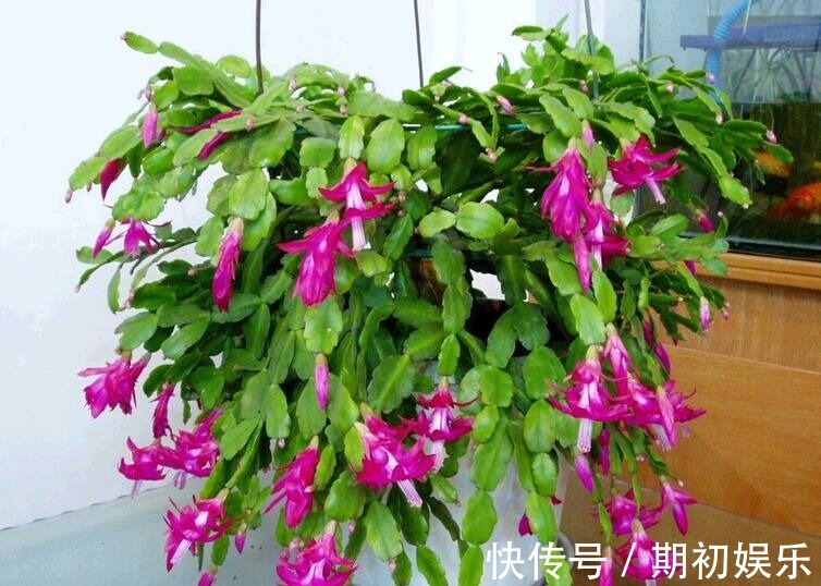 家家都有的“1种粉末”,浇花用上它,植物花苞多、开花易爆盆