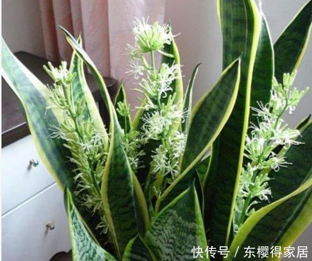 世上公认最美的3种花,谁见了都喜欢,家里养一盆,招财又纳福