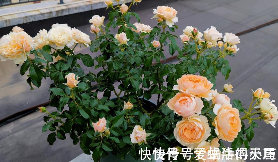 蚧壳虫|养月季,不用怕蚧壳虫、红蜘蛛、蚜虫,这么一处理问题全解决了