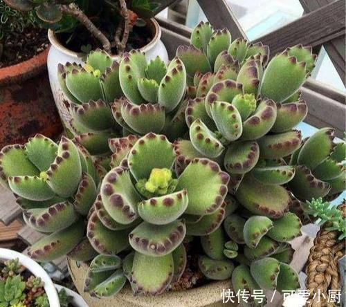 养多肉熊童子,做好4件事,养成小老桩,长出粉嘟嘟的熊爪爪!