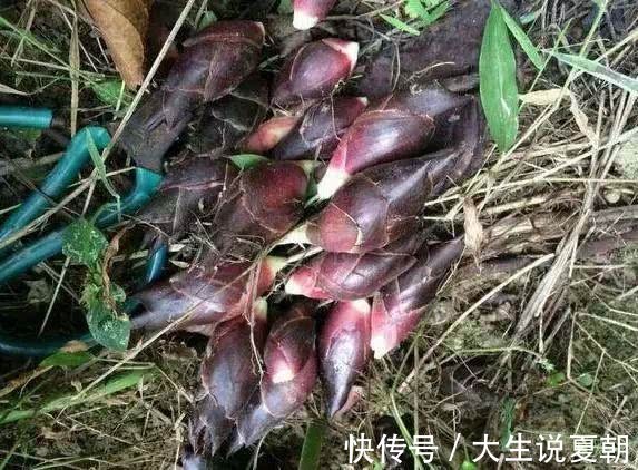 桂圆|4种抗衰老的天然食品,多吃效果好,使人拥有清新体香,不妨试试