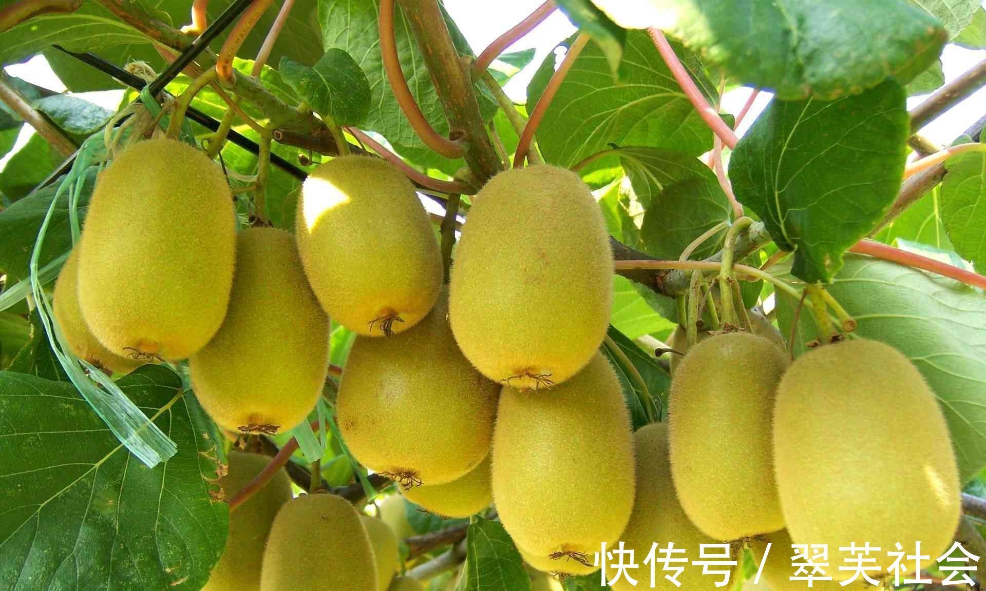 胆固醇|秋季养生，不妨常吃以下水果，排毒养颜，滋养皮肤，还好吃