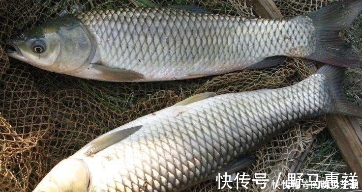 觅食|这两种钓法专门钓草鱼，不怎么费力，草鱼很容易就上钩了