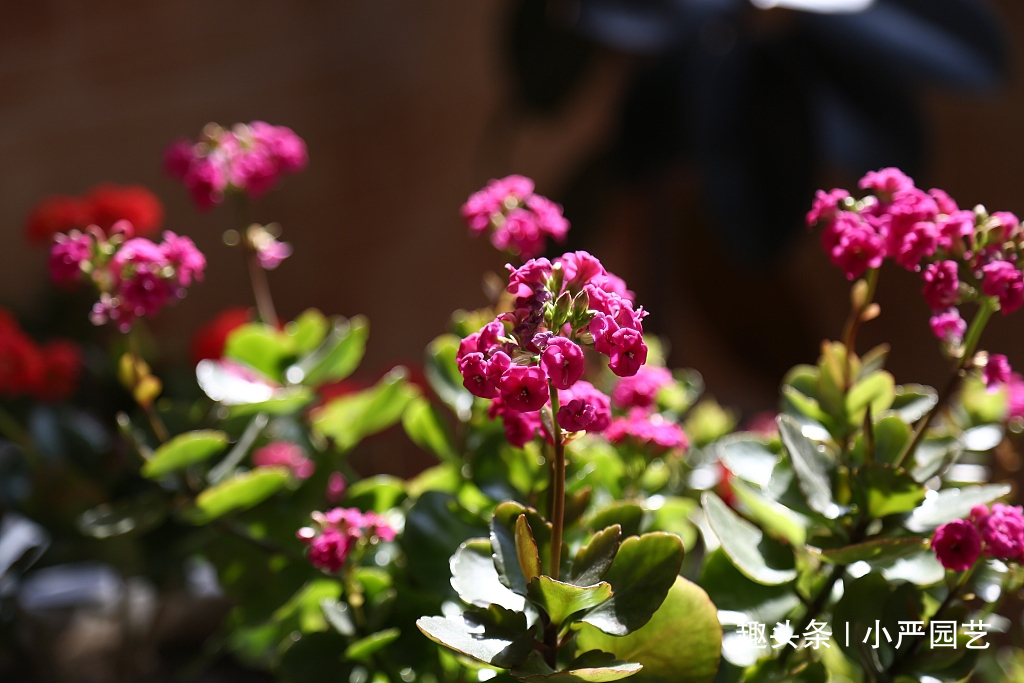 长寿花盆底垫点“它”，植株快速生长，花期一到就爆盆
